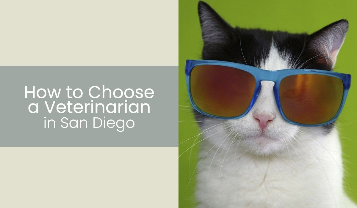 How-to-Choose-a-Veterinarian-in-San-Diego